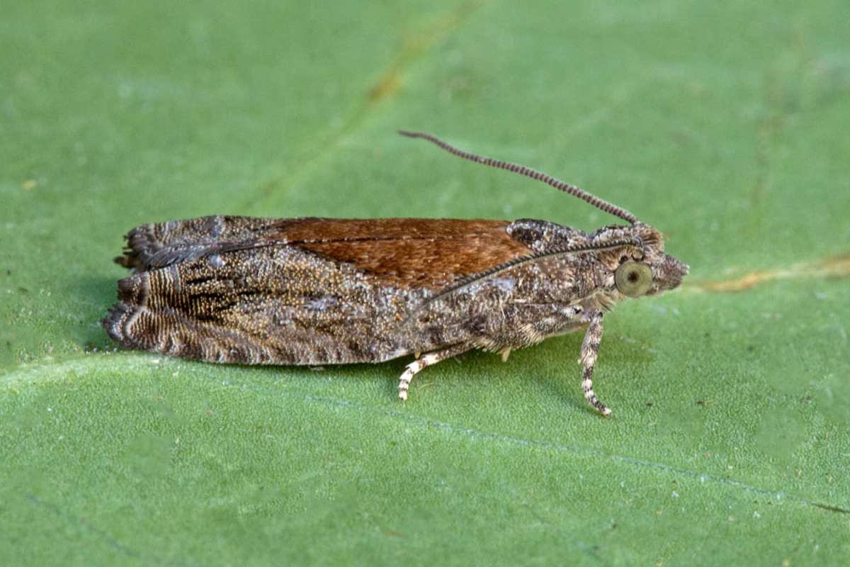 Grey Poplar Bell (Epinotia nisella) photographed at Boughton-under-Blean by Peter Maton