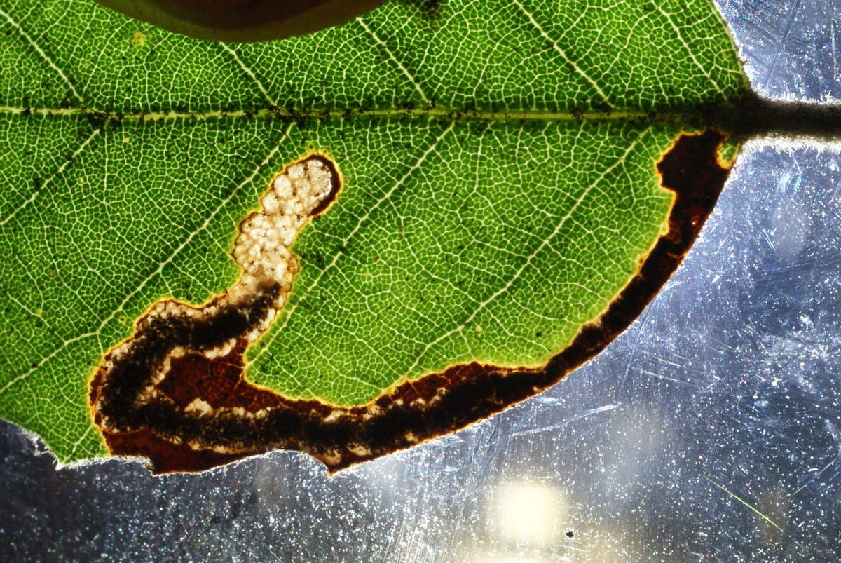 Holm-oak Pigmy (Stigmella suberivora) photographed in Kent by Dave Shenton 