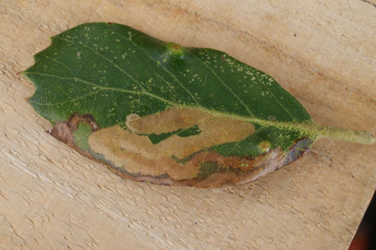 Holm-oak Pigmy (Stigmella suberivora) photographed at Betteshanger CP by Dave Shenton 