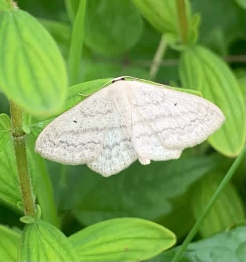 Sub-angled Wave (Scopula nigropunctata) photographed at Lydden Hill by Maria Himsworth 