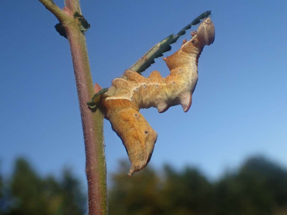 Pebble Prominent (Notodonta ziczac) photographed at Covert Wood, Barham  by Dave Shenton 