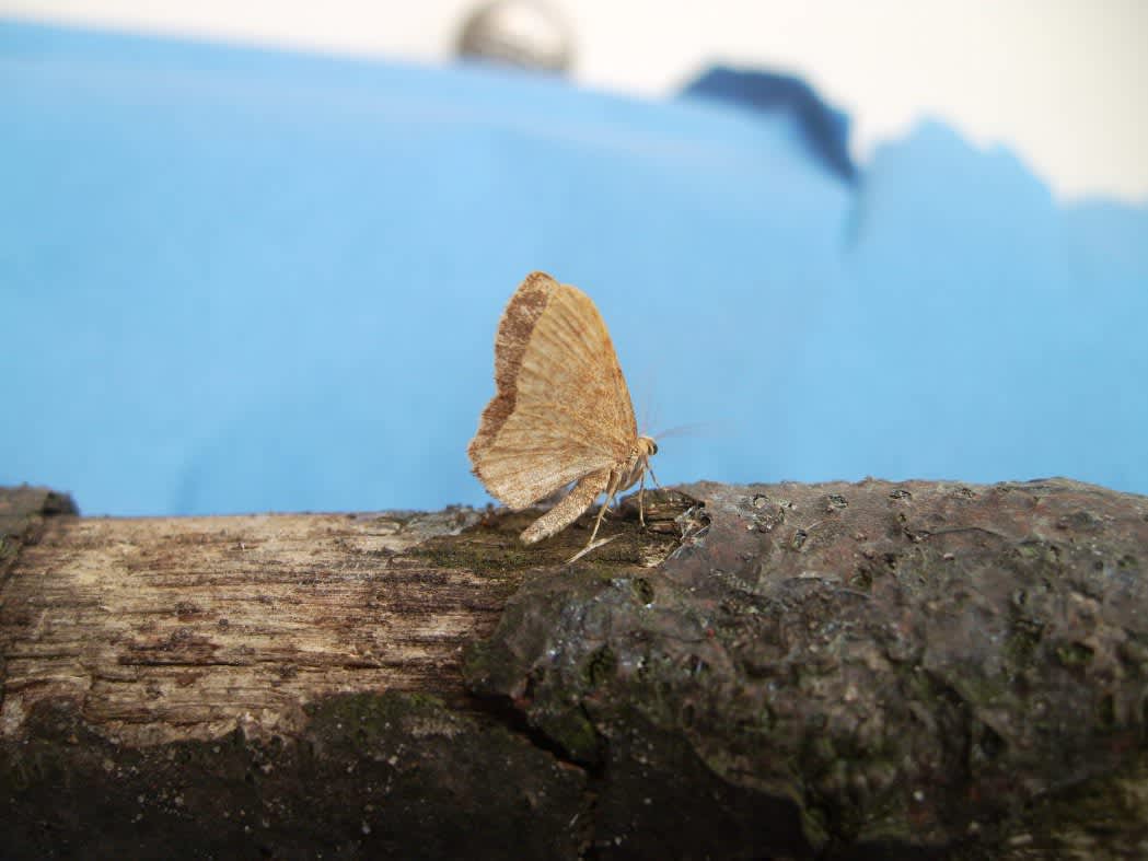 Dingy Shell (Euchoeca nebulata) photographed in Kent by Andy Millar