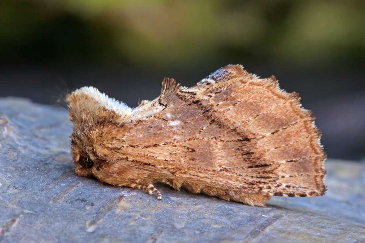 Coxcomb Prominent (Ptilodon capucina) photographed in Kent by Peter Maton 