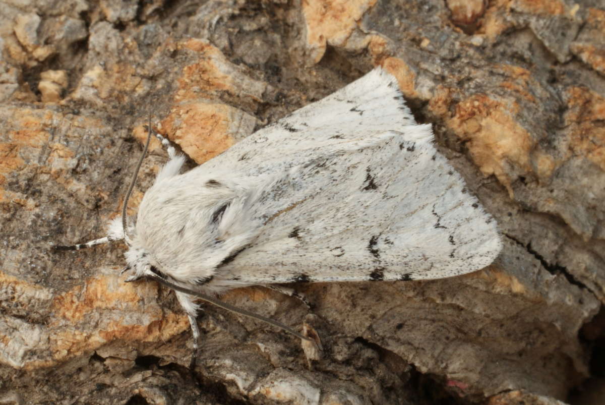 The Miller (Acronicta leporina) photographed at Aylesham  by Dave Shenton 