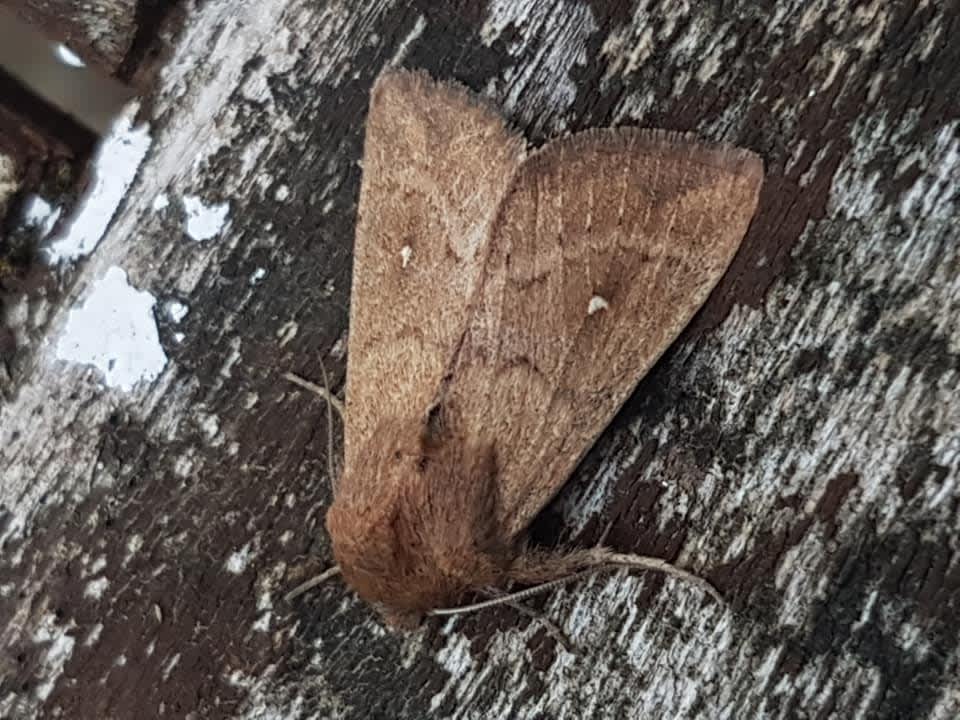 White-point (Mythimna albipuncta) photographed in Kent by Leonard Cooper