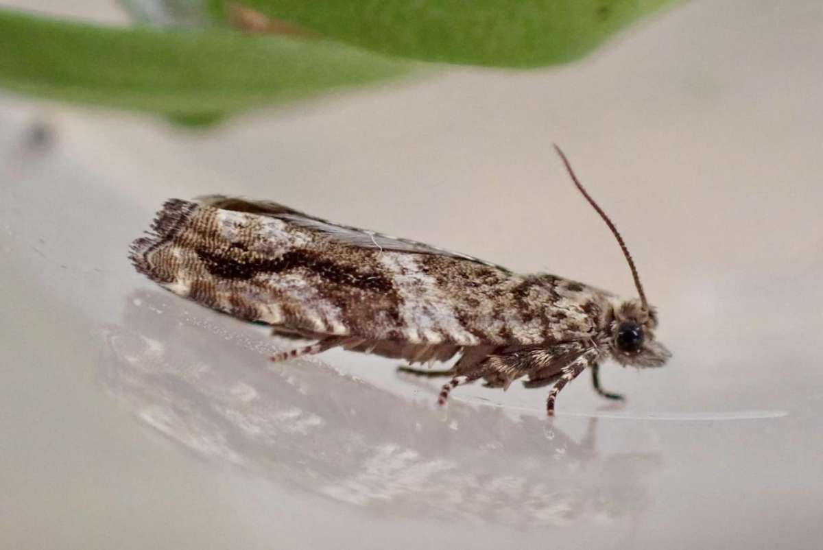 Black-brindled Bell (Epinotia signatana) photographed in Kent by Oliver Bournat 