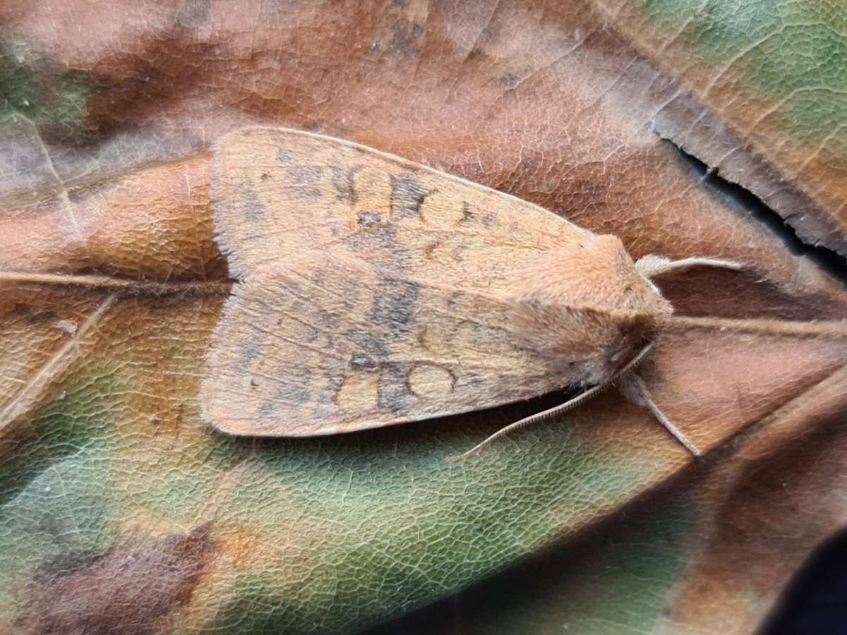 Dusky-lemon Sallow (Cirrhia gilvago) photographed in Kent by Francesca Partridge 