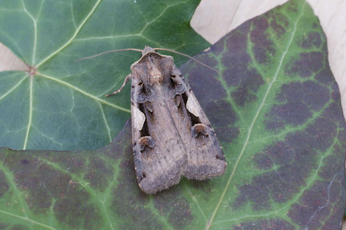 Setaceous Hebrew Character (Xestia c-nigrum) photographed at Aylesham  by Dave Shenton 