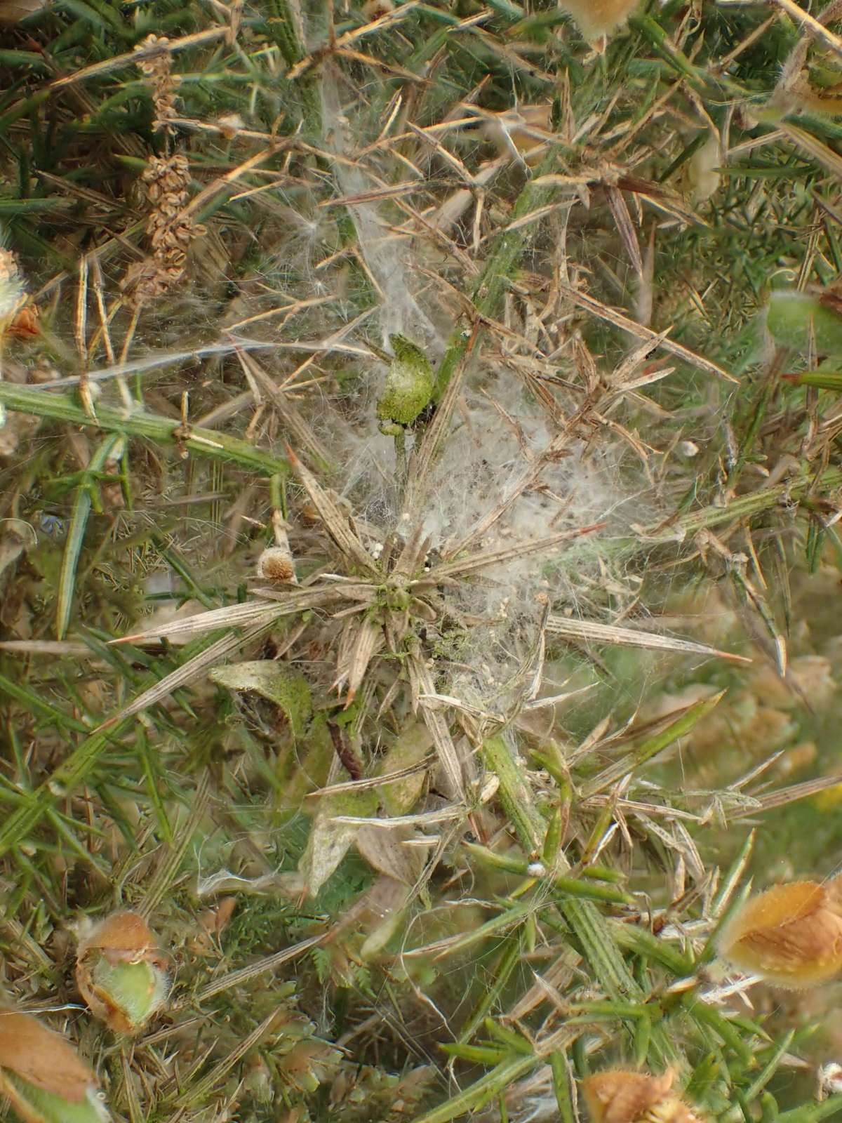 Gorse Knot-horn (Pempelia genistella) photographed at Hothfield Heathlands by Dave Shenton 