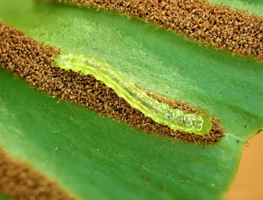 Golden-brown Fern Moth (Musotima nitidalis) photographed in Kent by Len Cooper 