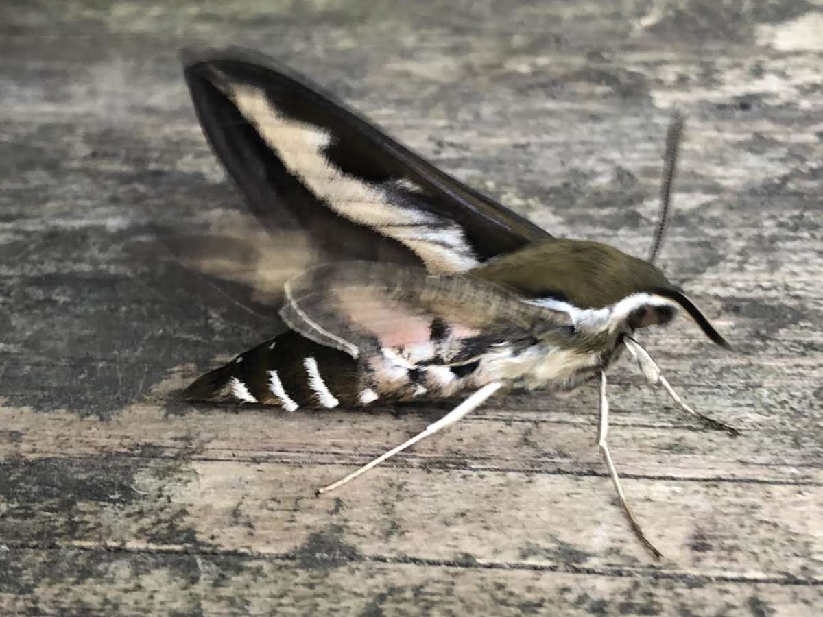 Bedstraw Hawk-moth (Hyles gallii) photographed at Bossingham  by Andy Morris 