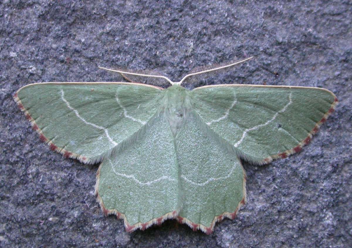 Sussex Emerald (Thalera fimbrialis) photographed in Kent by Ross Newham 