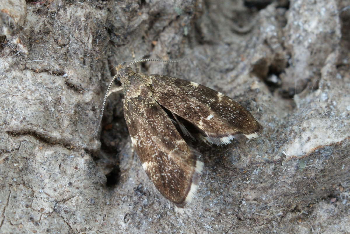 Common Nettle-tap (Anthophila fabriciana) photographed at Aylesham  by Dave Shenton 