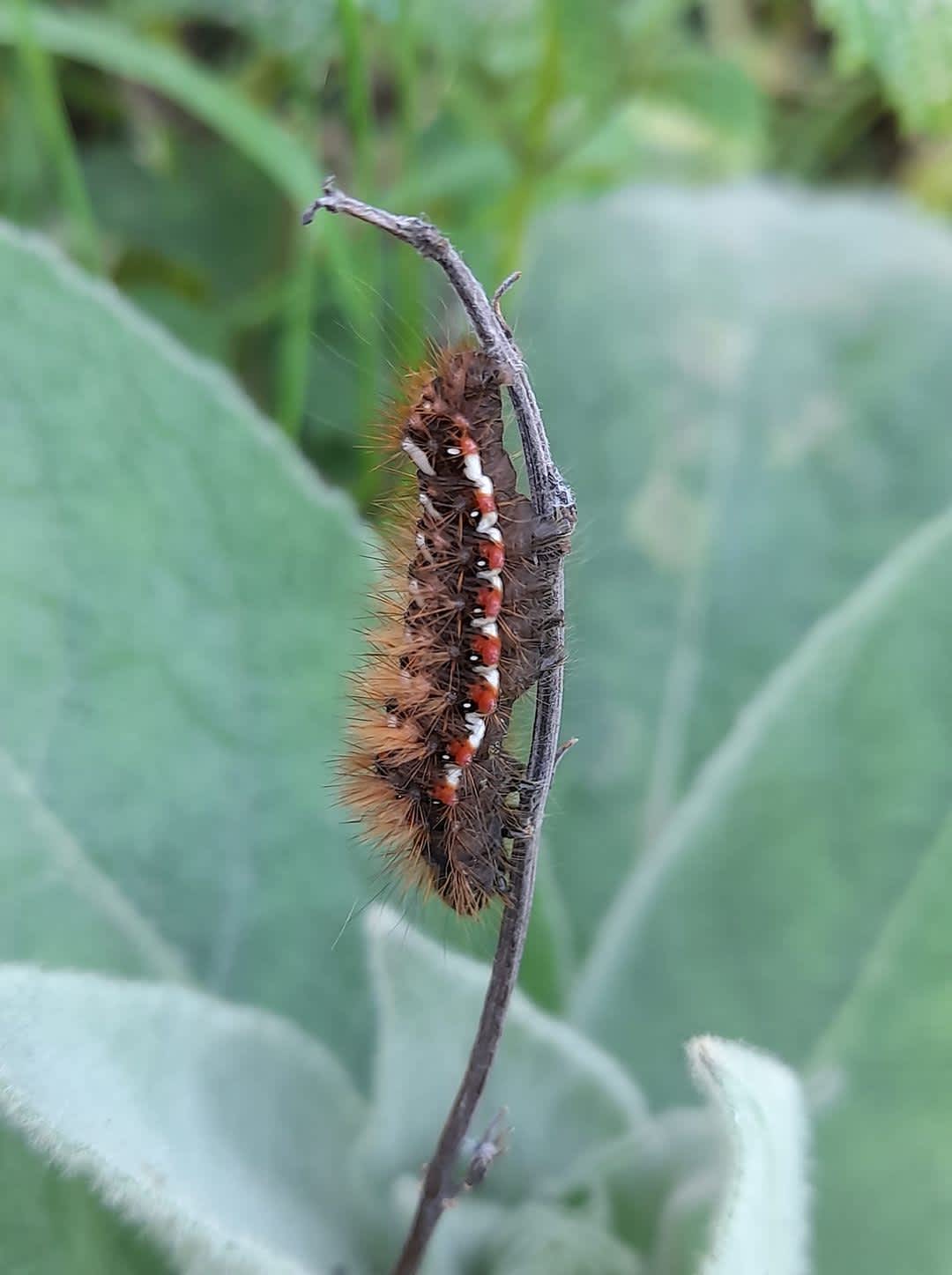 Knot Grass (Acronicta rumicis) photographed in Kent by Lesley Steward 