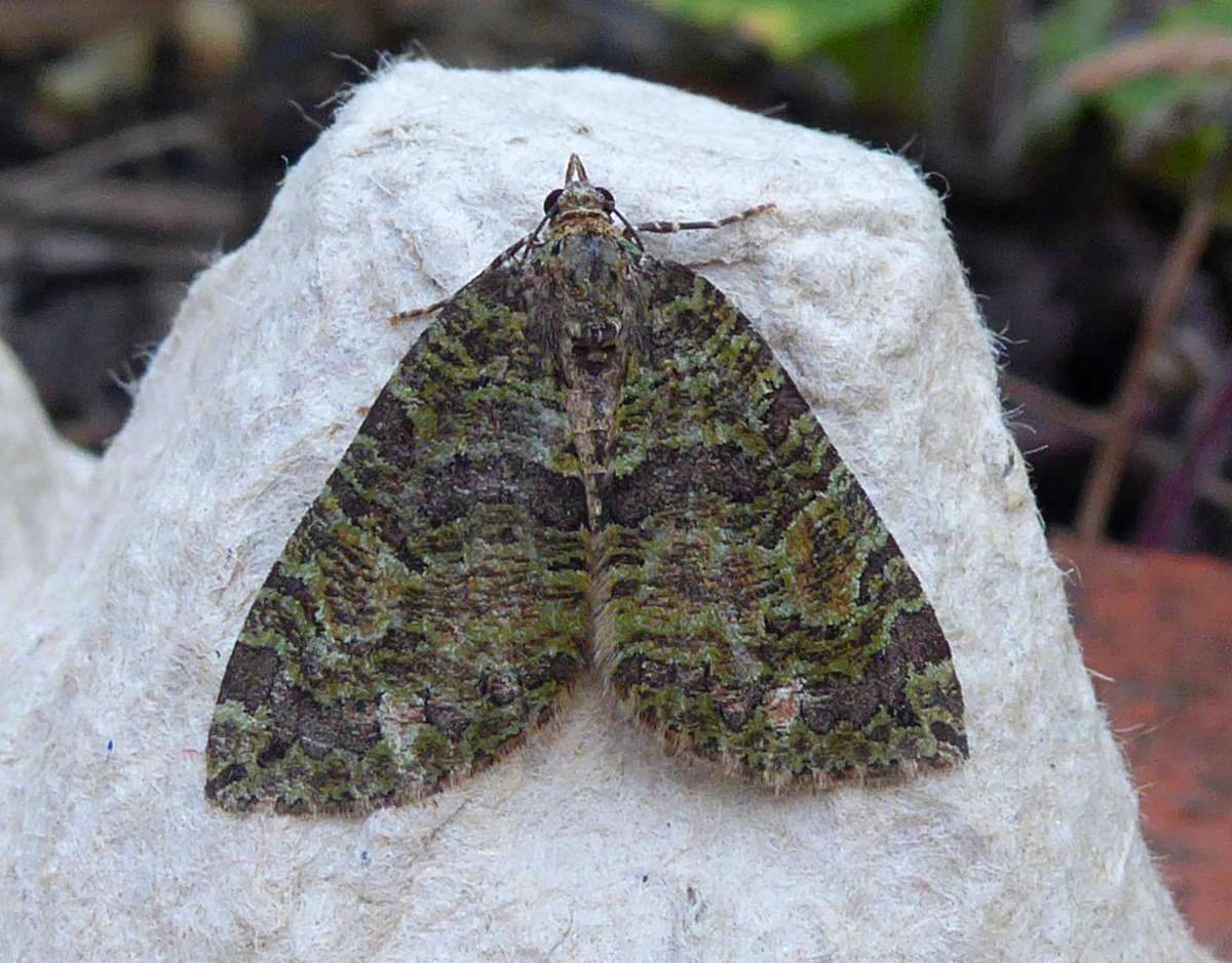 July Highflyer (Hydriomena furcata) photographed in Kent by Mary Anketell