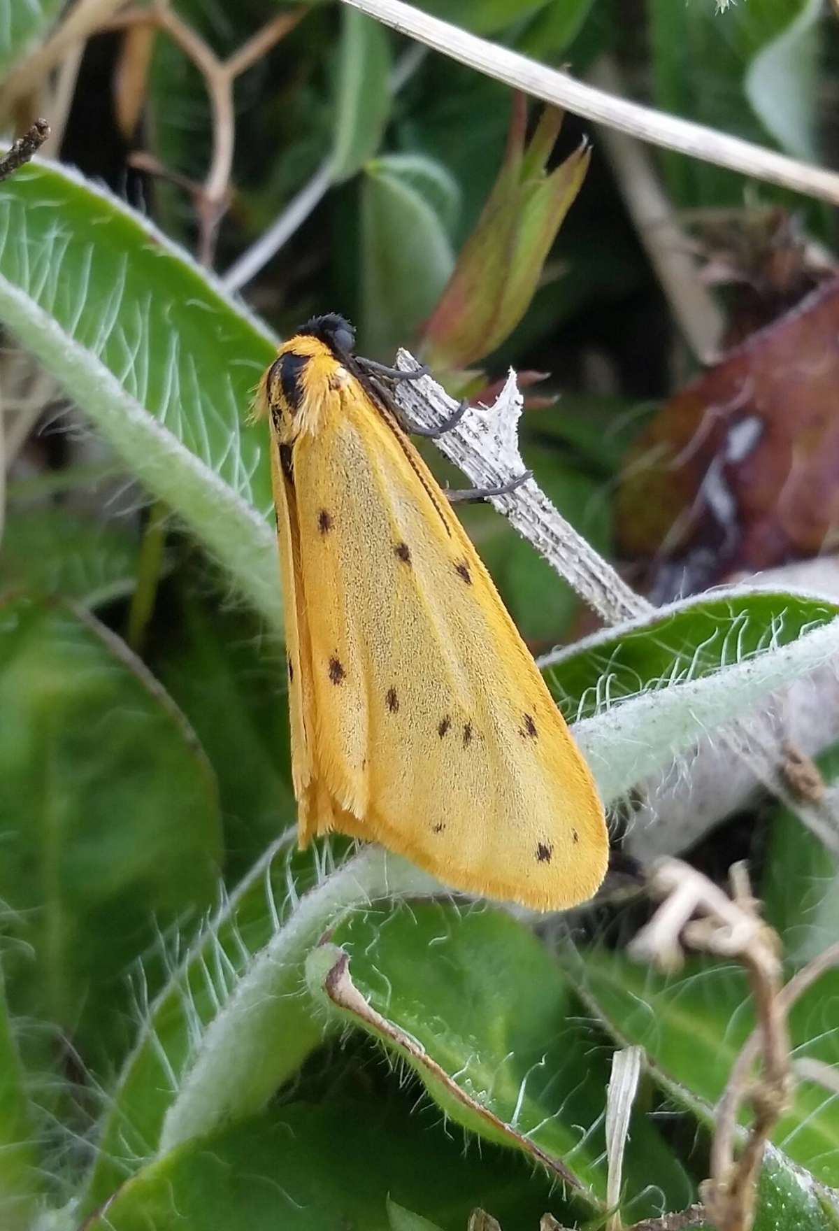 Dew Moth (Setina irrorella) photographed in Kent by Andrew Lawson 