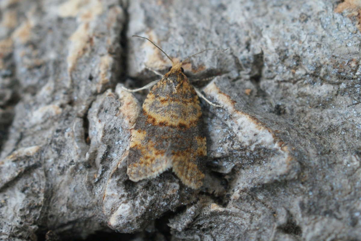 Brown-barred Tortrix (Epagoge grotiana) photographed at Aylesham  by Dave Shenton 