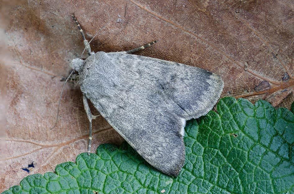 Northern Rustic (Standfussiana lucernea) photographed at Samphire Hoe  by Darren Taylor