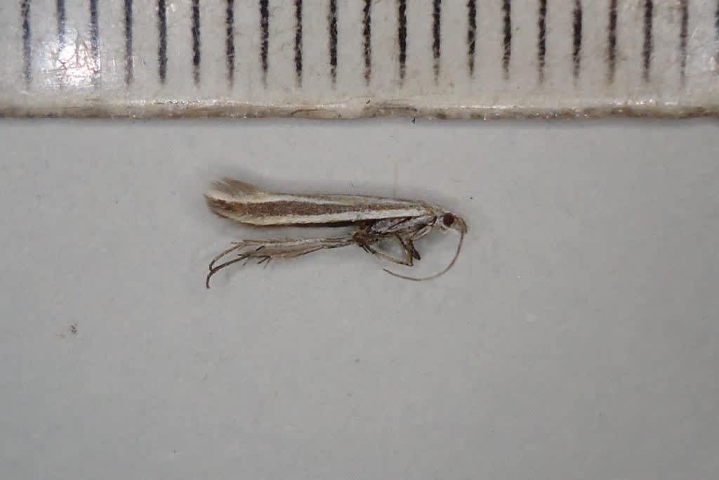 Essex Case-bearer (Coleophora vibicigerella) photographed at Sheppey  by Bob Arnfield