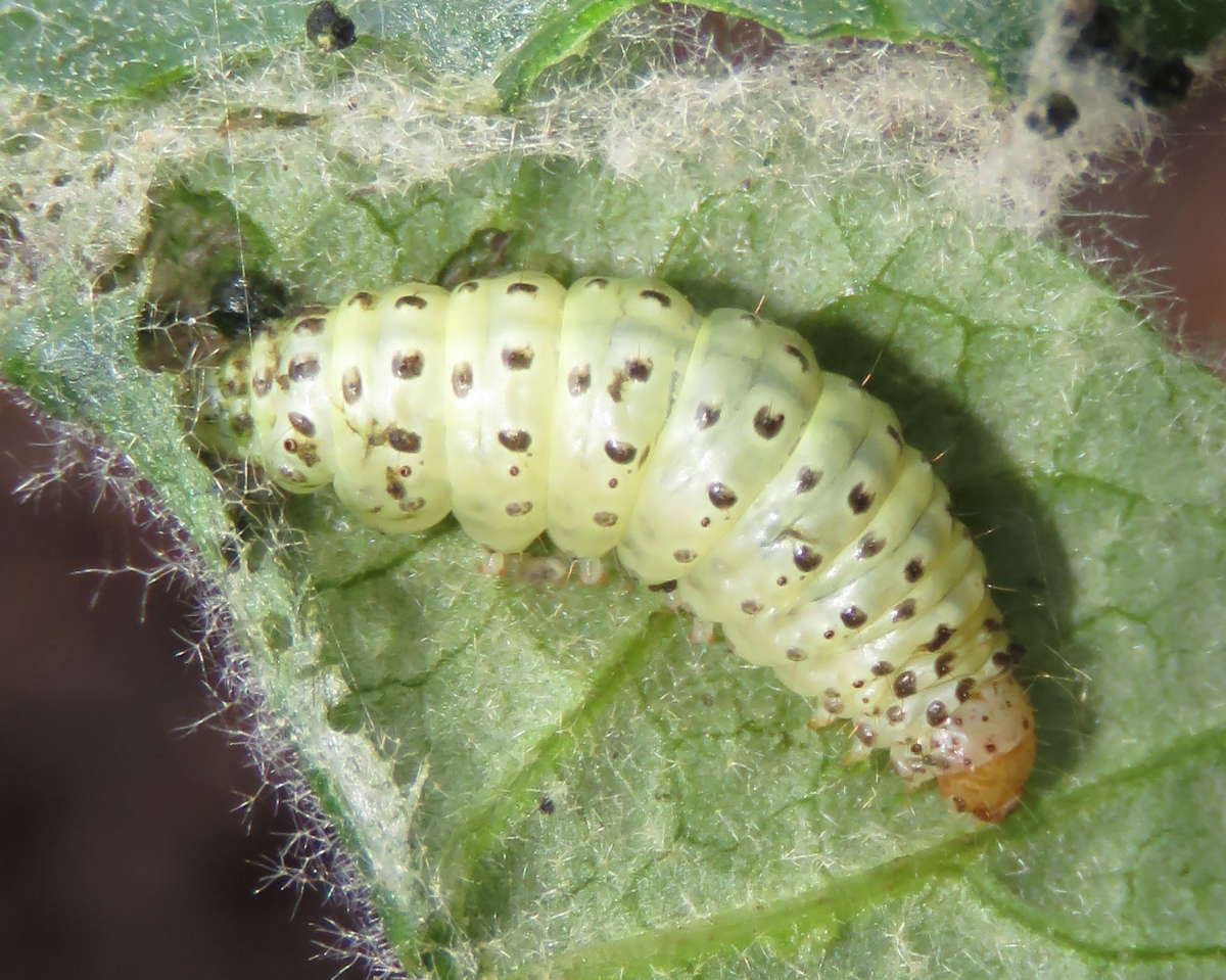 Scarce Straw Pearl (Paracorsia repandalis) photographed in Kent by Tony Rouse