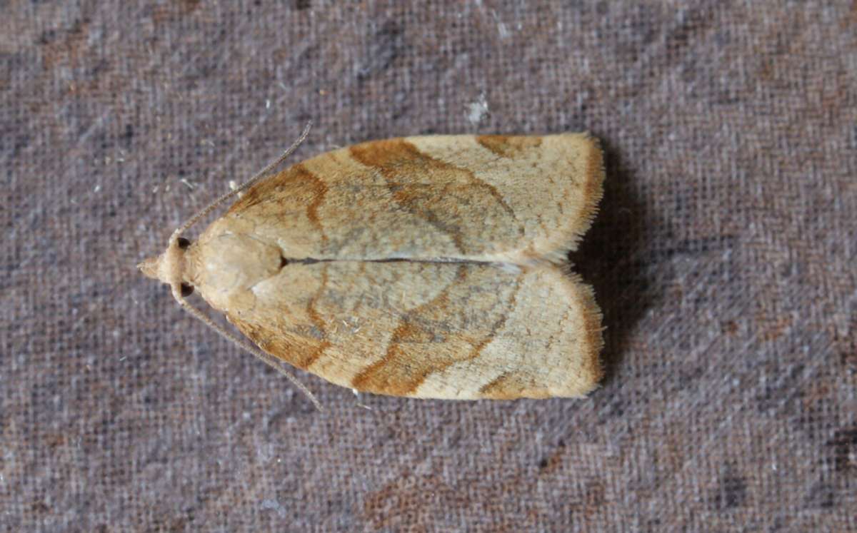 Barred Fruit-tree Tortrix (Pandemis cerasana) photographed at Aylesham  by Dave Shenton 