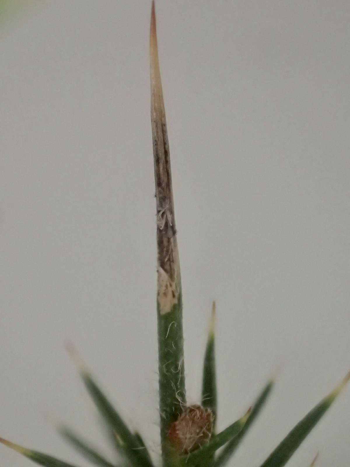 Gorse Midget (Phyllonorycter ulicicolella) photographed at Clowes Wood, Canterbury  by Dave Shenton 