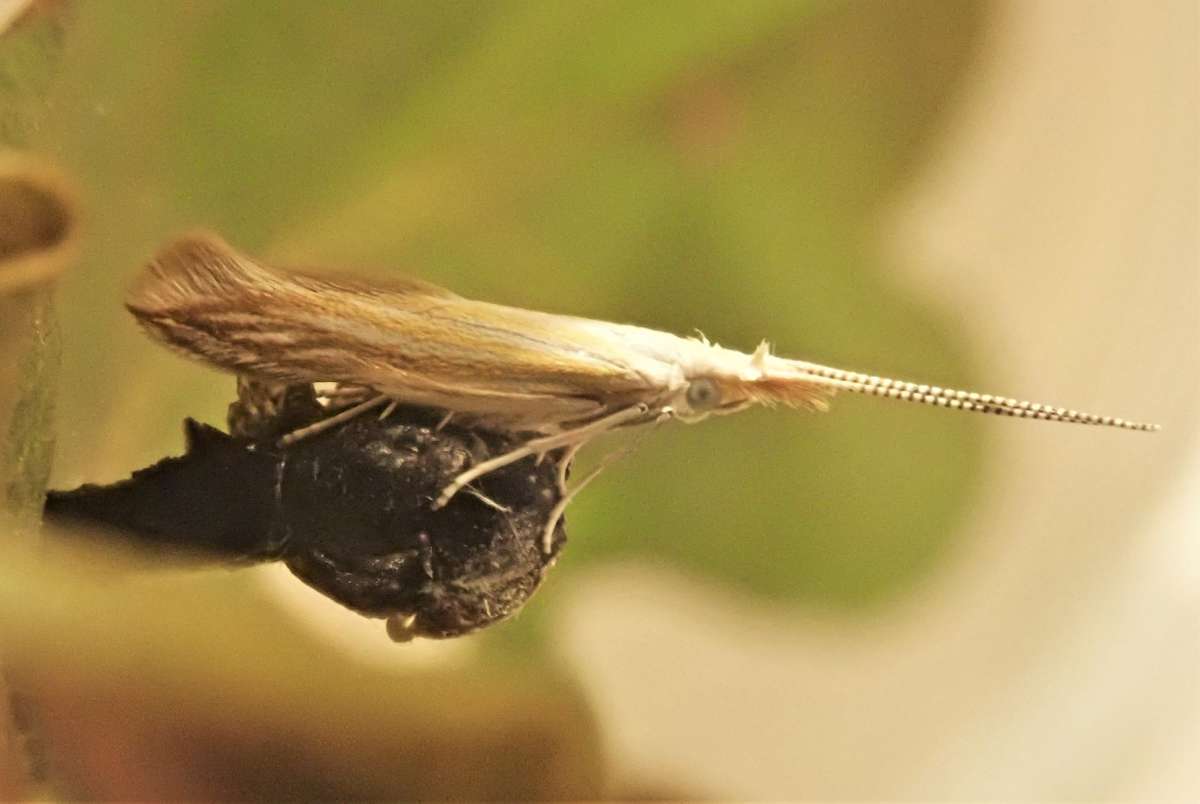 Scarce Wood Case-bearer (Coleophora currucipennella) photographed at Orlestone  by John Dale