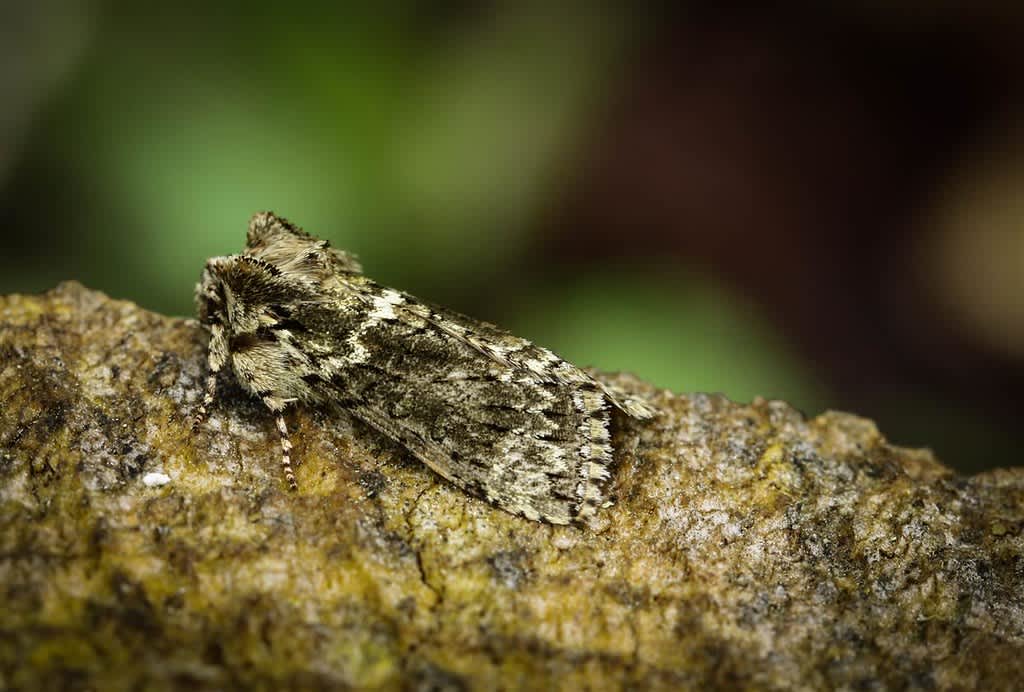 Frosted Green (Polyploca ridens) photographed in Kent by Carol Strafford 