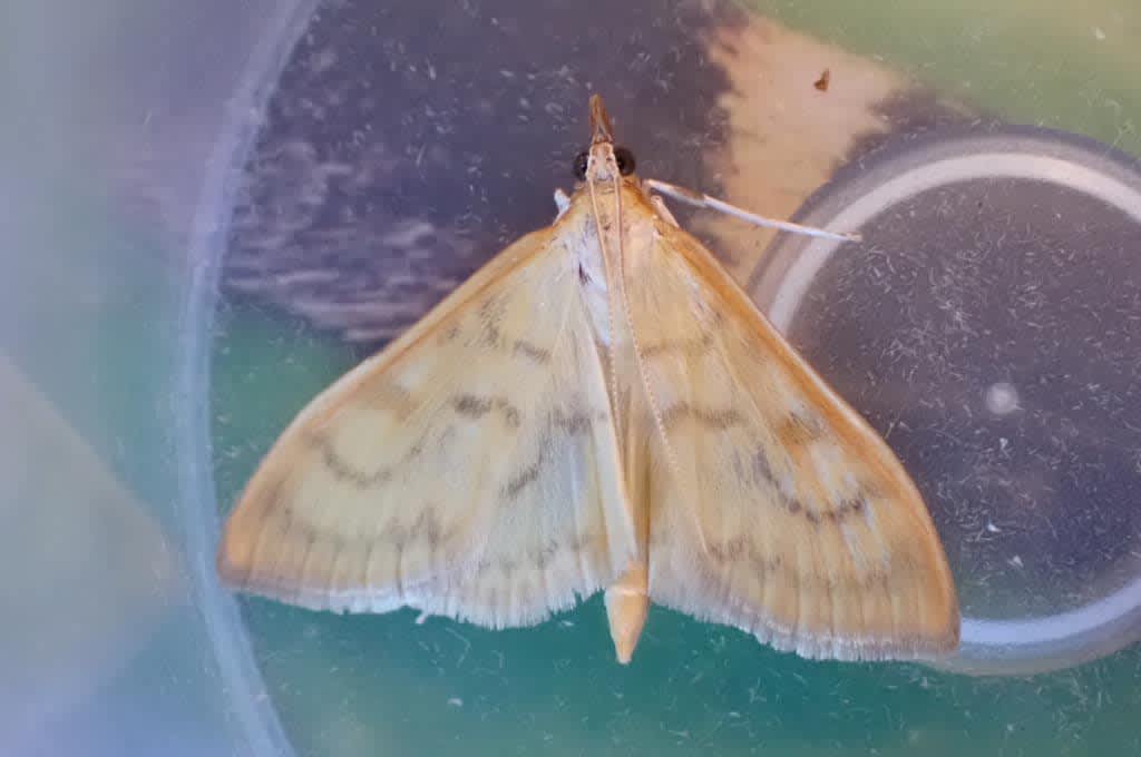 Translucent Pearl (Paratalanta hyalinalis) photographed in Kent by Oliver Bournat