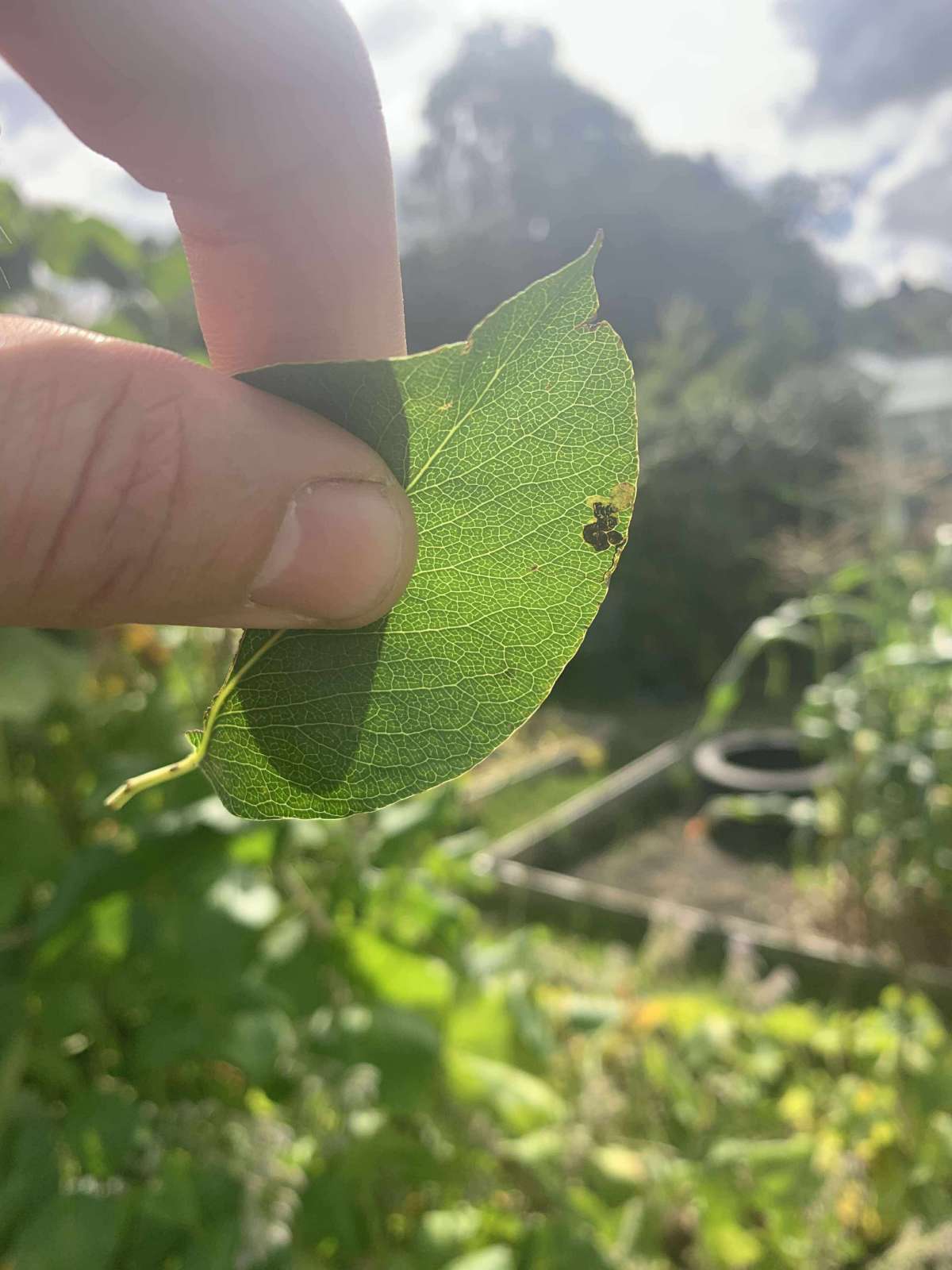 Pear-tree Pigmy (Stigmella pyri) photographed in Kent by Olly Bournat