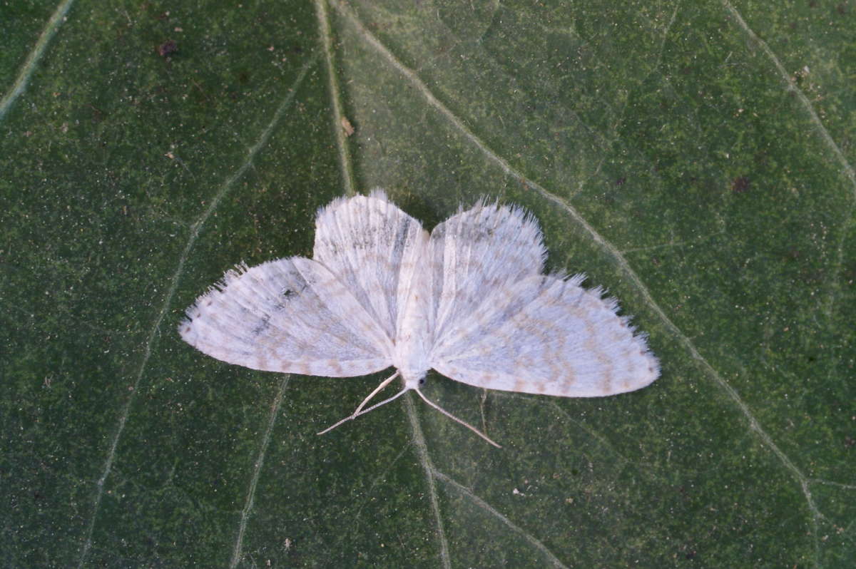 Small White Wave (Asthena albulata) photographed in Kent by Dave Shenton 