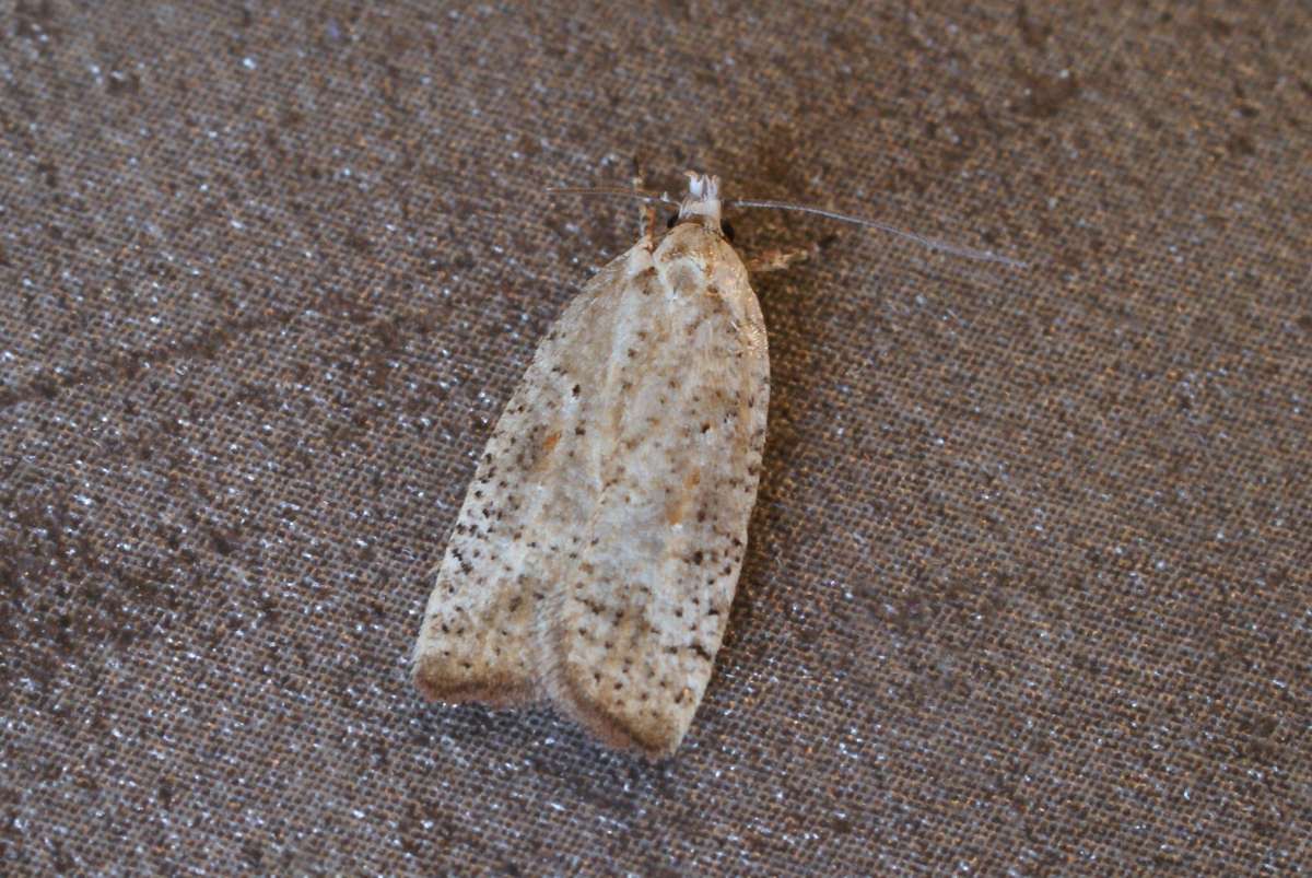 Dark-fringed Flat-body (Agonopterix nervosa) photographed in Kent by Dave Shenton 