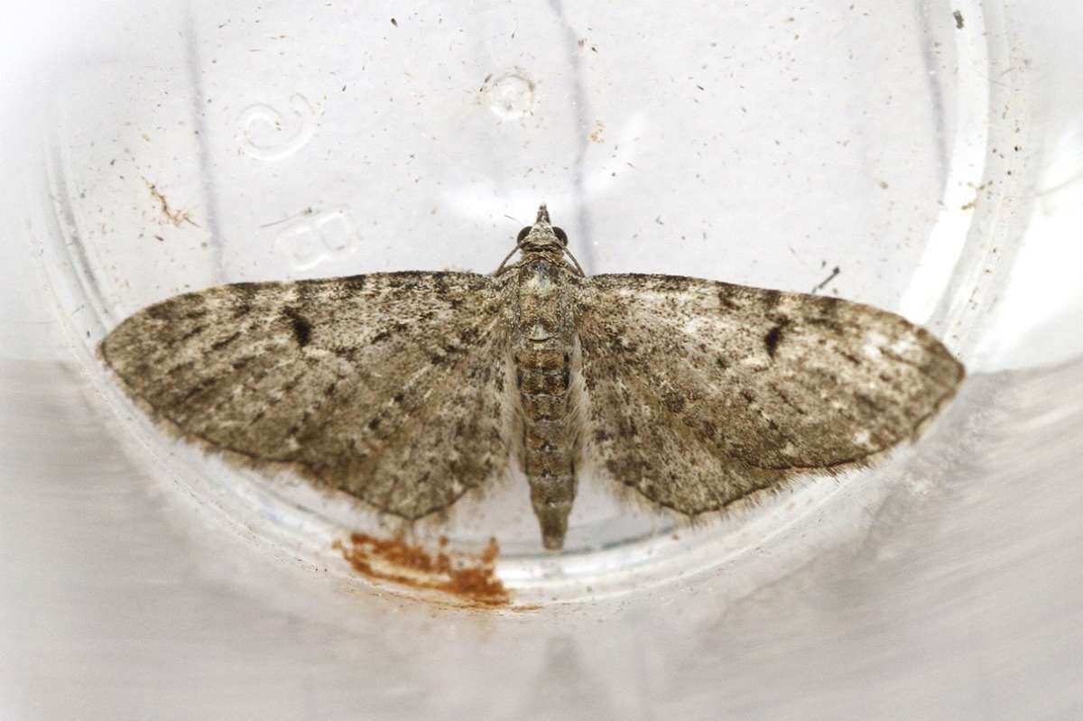 Golden-rod Pug (Eupithecia virgaureata) photographed in Kent by Josh Jones