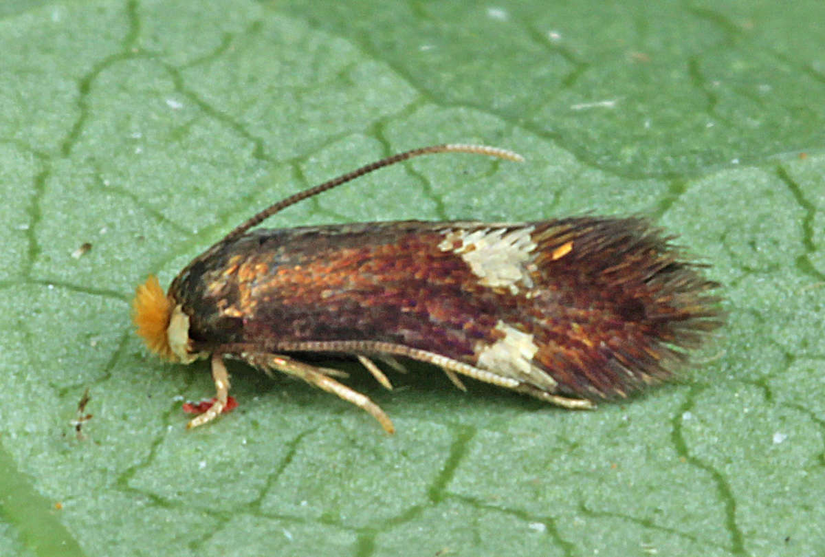 Four-spot Pigmy (Bohemannia quadrimaculella) photographed at Boughton-under-Blean  by Peter Maton