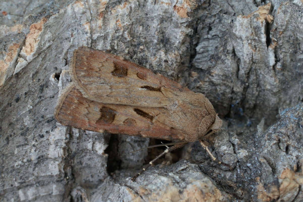 Heart & Dart (Agrotis exclamationis) photographed at Aylesham  by Dave Shenton 