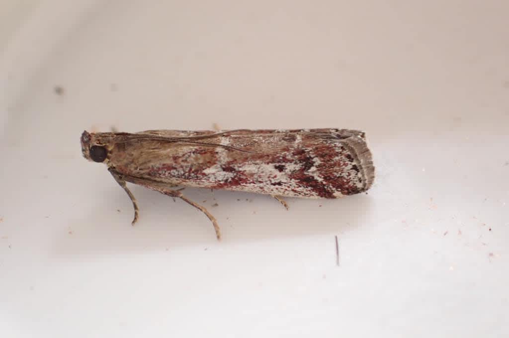 Brown Powdered Knot-horn (Delplanqueia inscriptella) photographed at West Kent  by Oliver Bournat 