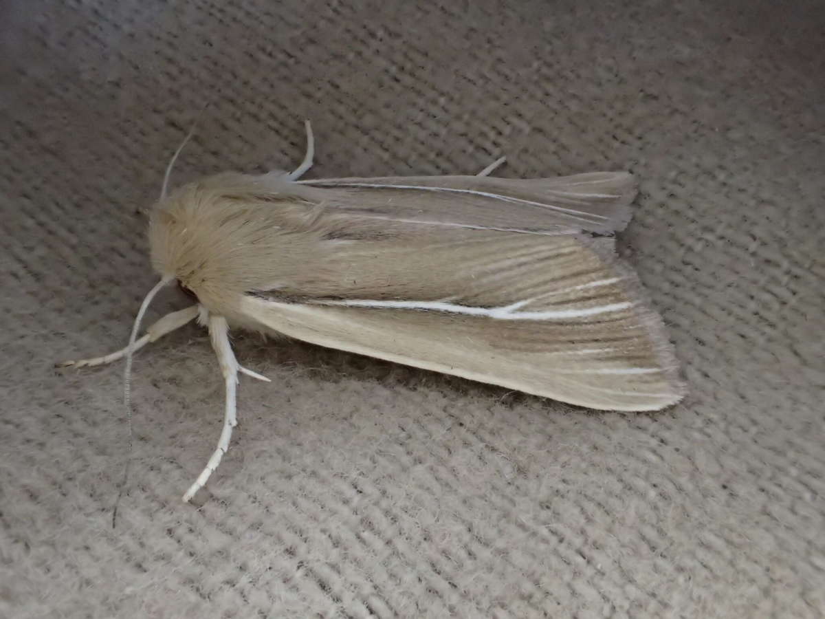 Shore Wainscot (Mythimna litoralis) photographed at SBBO by Ian Hunter