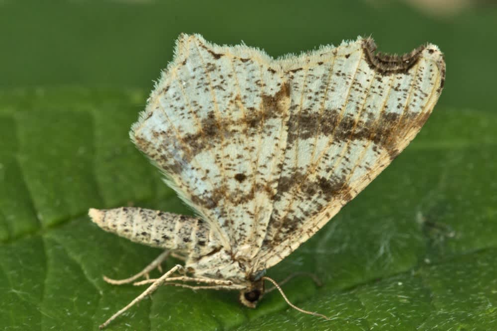 Sharp-angled Peacock (Macaria alternata) photographed in Kent by Tony Morris 