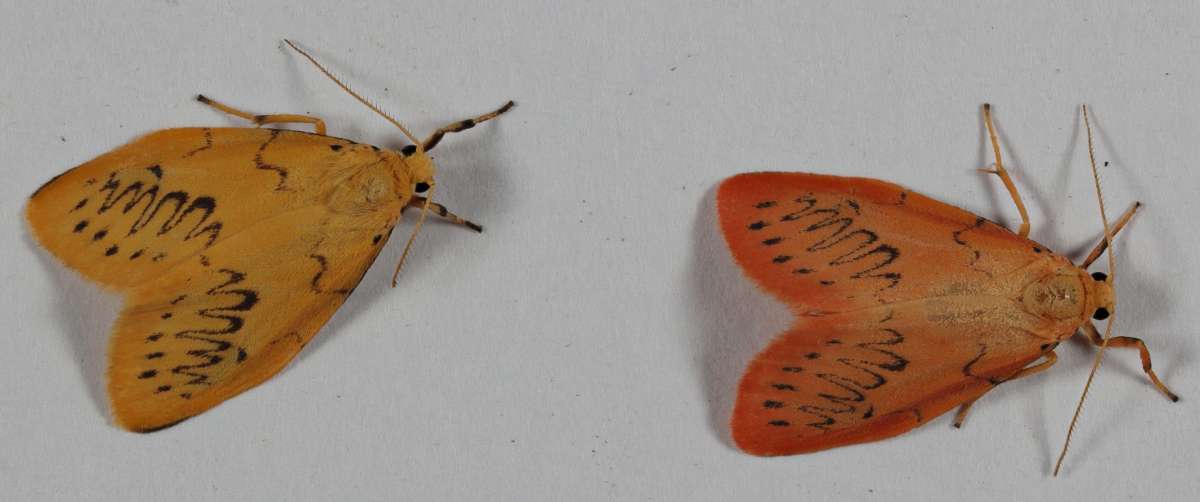 Rosy Footman (Miltochrista miniata) photographed in Kent by Steve Cutt