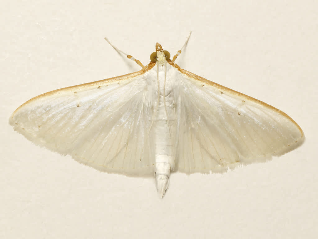 Olive-tree Pearl (Palpita vitrealis) photographed in Kent by David Beadle 