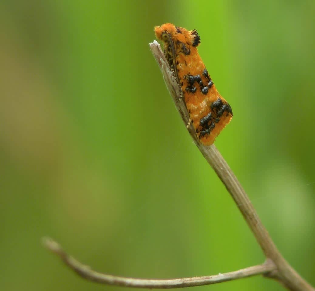 Orange Conch (Commophila aeneana) photographed at Ashford  by Allan Ward