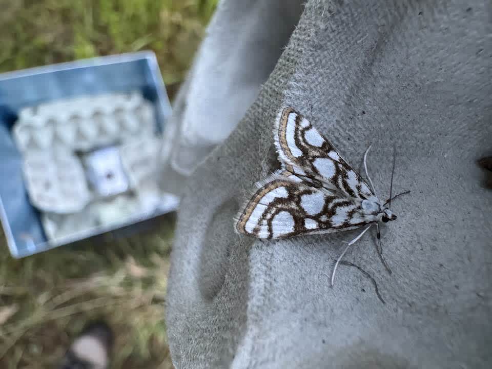 Beautiful China-mark (Nymphula nitidulata) photographed in Kent by Karen Latchford