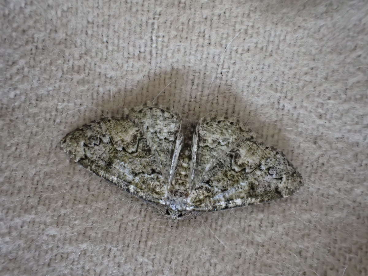 Brussels Lace (Cleorodes lichenaria) photographed at SBBO by Ian Hunter