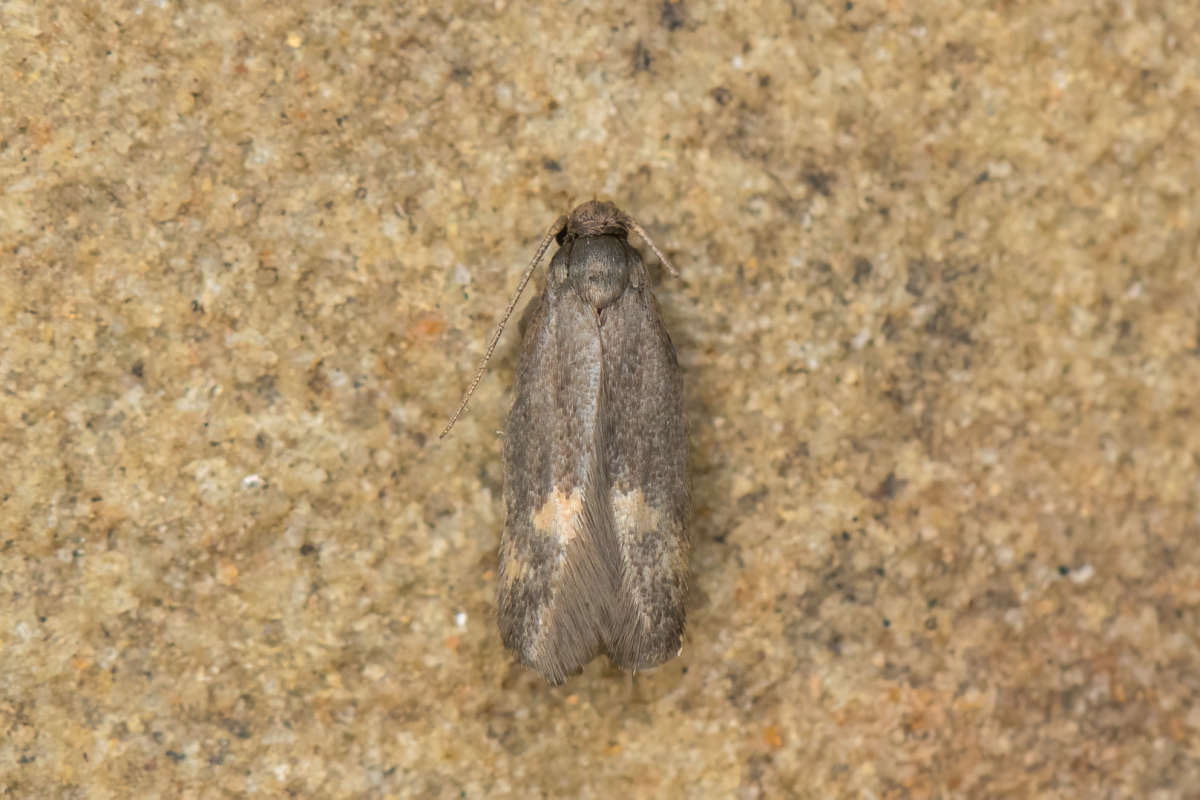 Thatch Tubic (Borkhausenia minutella) photographed in Kent by Alex Perry