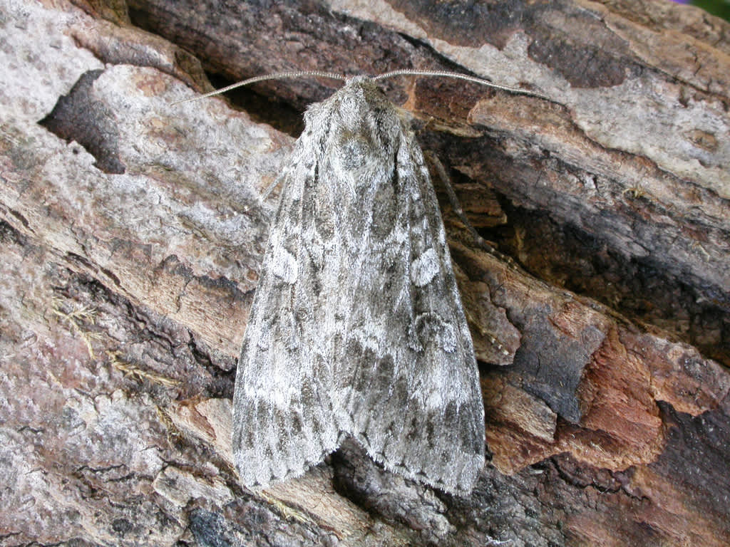 Great Brocade (Eurois occulta) photographed in Kent by David Beadle