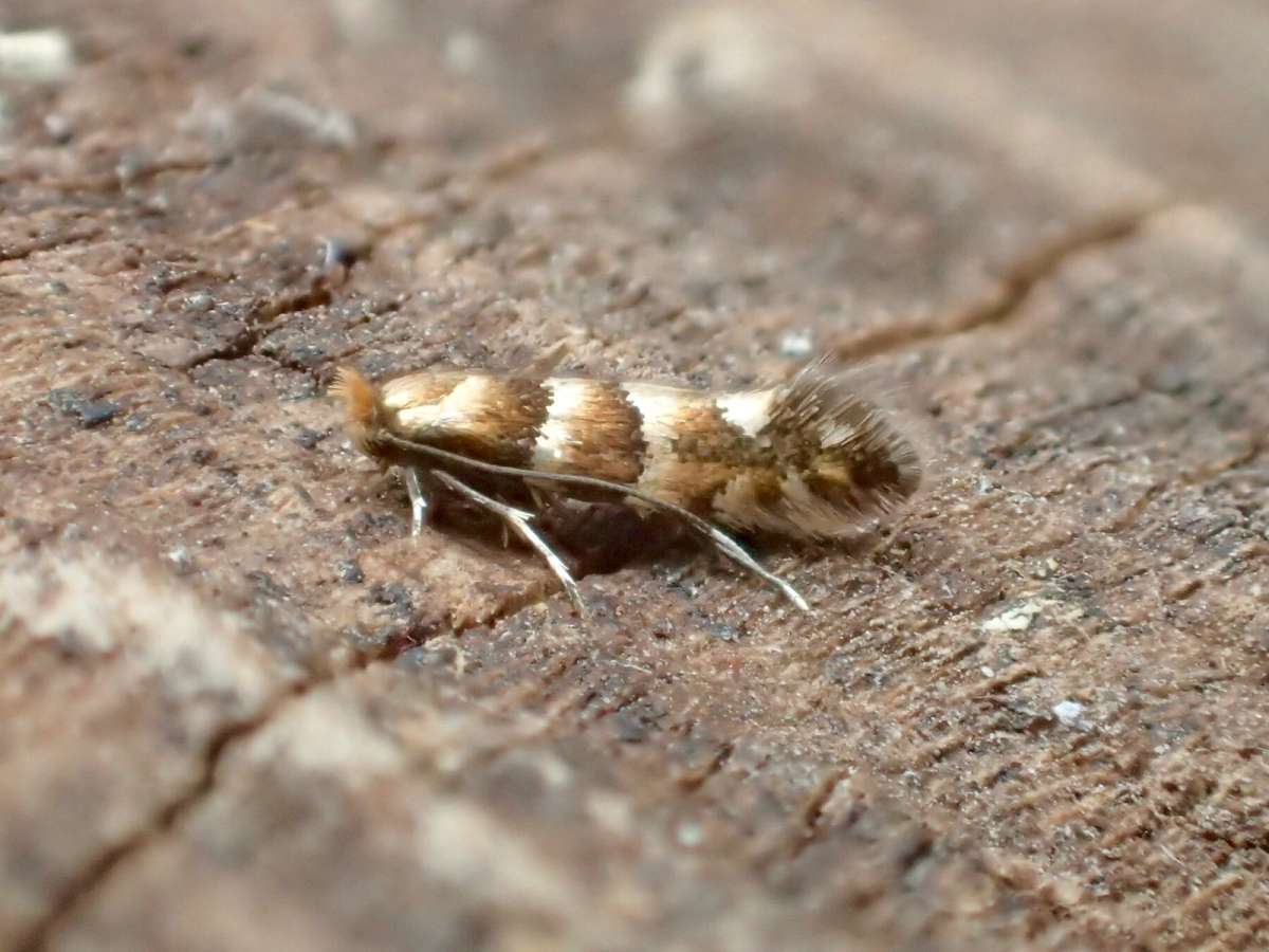 Dark Alder Midget (Phyllonorycter klemannella) photographed at Grove Ferry by Dave Shenton 