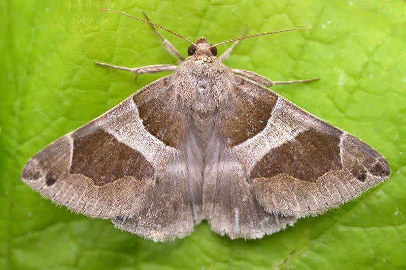 The Passenger (Dysgonia algira) photographed in Kent by Tony Morris