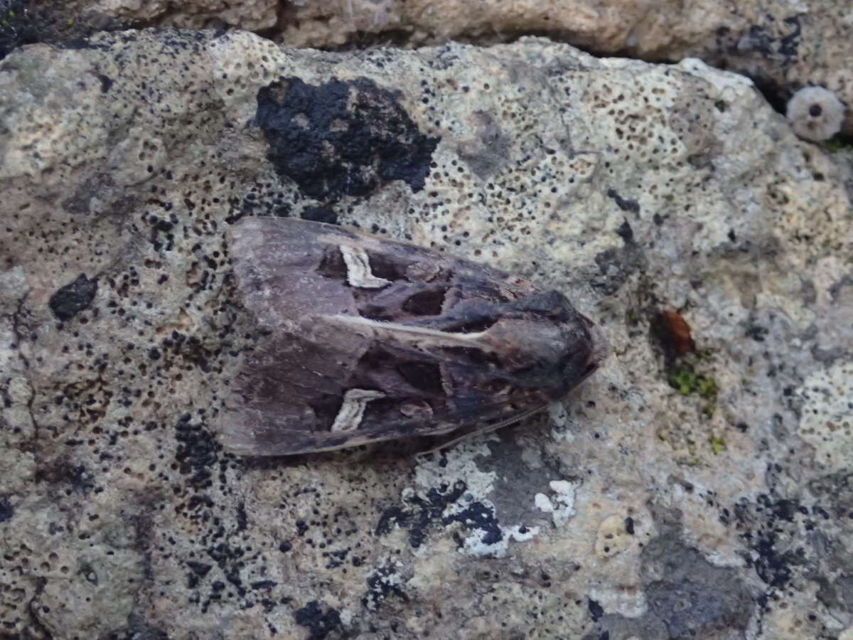 Flame Brocade (Trigonophora flammea) photographed in Kent by Dave Shenton 