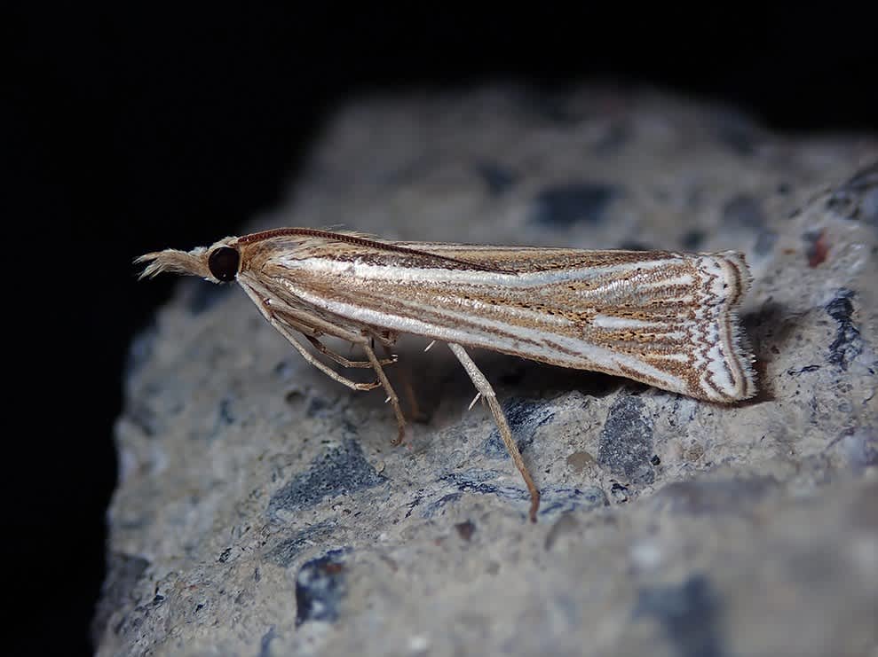 Scarce Striped Grass-veneer (Ancylolomia tentaculella) photographed in Kent by Darren Taylor 