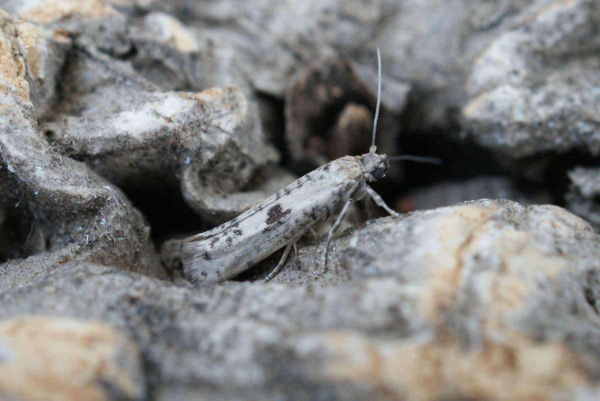 Small Olive Ermel (Prays oleae) photographed in Kent by Dave Shenton 